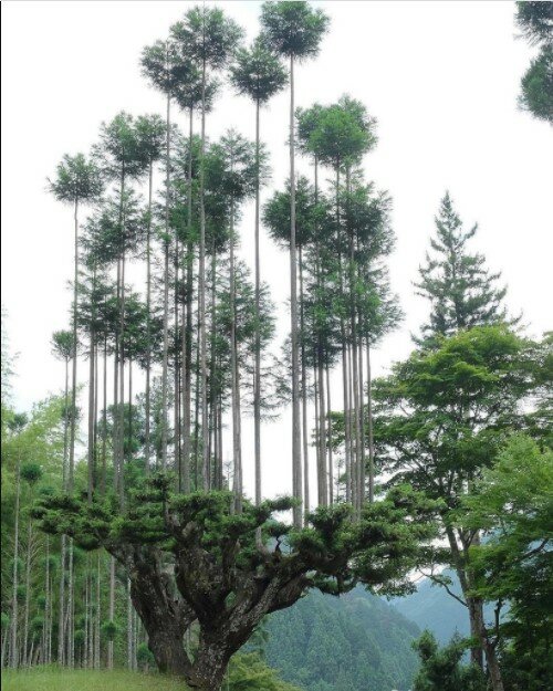 Daisugi: mit japanischer Technologie kann man Holz bekommen, ohne den Wald zu fällen