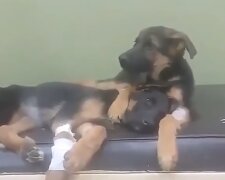 Hund unterstützt seinen Bruder in einer Tierklinik. Quelle: Screenshot Youtube