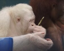 Endlich: Ein Albino-Orangutan wurde geheilt und in Indonesien freigelassen