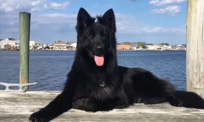 Schwarzer Hund. Quelle: Screenshot Youtube