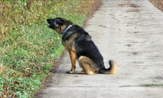 Ein Hund bellt. Quelle: Youtube Screenshot