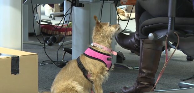 „Seit der Hund da ist, ist es vorbei mit der Ruhe“. Quelle: Youtube Screenshot