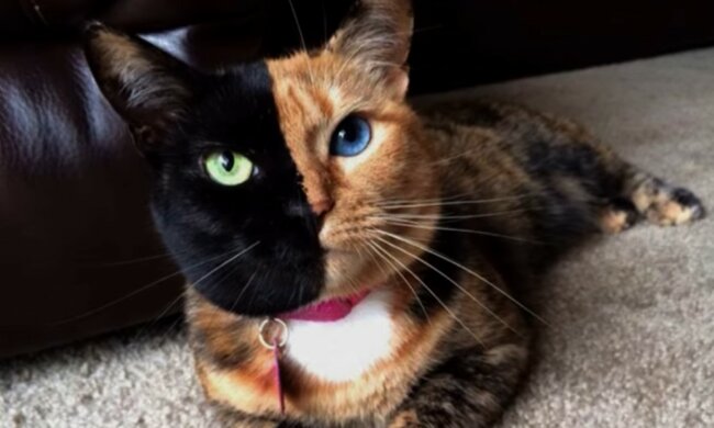 Unvergessliche Flauschis. Quelle: Screenshot YouTube