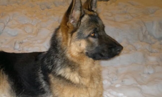 Hund. Quelle: Screenshot Youtube