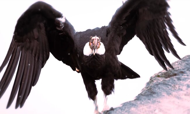 Kondor. Quelle: Screenshot Youtube