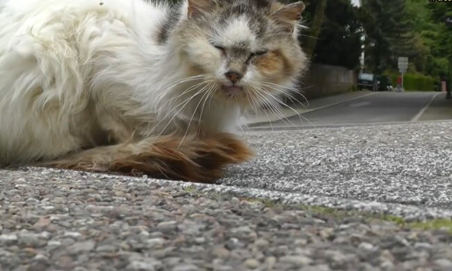 Illustratives Bild. Quelle: Youtube Screenshot