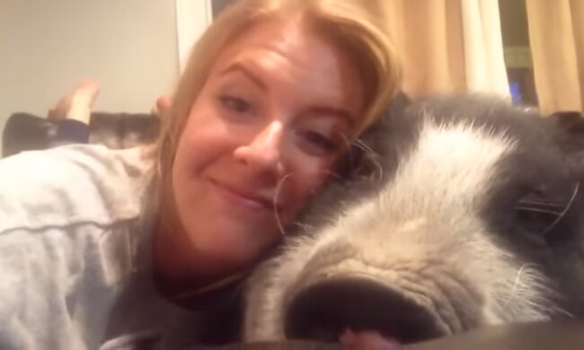 Das Hausschwein. Quelle: Screenshot YouTube