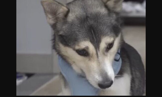 Husky. Quelle: Youtube Screenshot