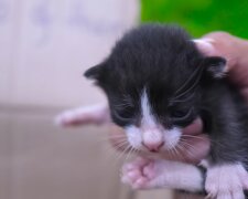 25 Gramm und sieben Zentimeter: Die kleinsten Kätzchen, die in Großbritannien geboren wurden