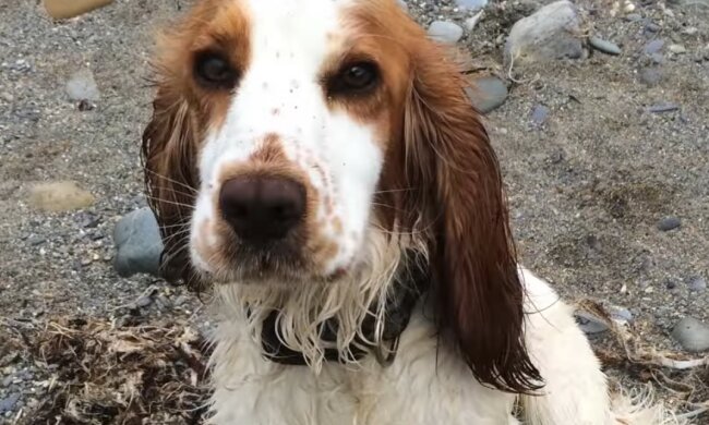 Der Delphin befand sich in einer schwierigen Lage am Ufer: ein Hund eilte zu Hilfe