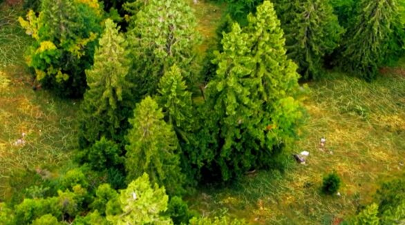Schäden an den Wäldern in Deutschland wegen Dürre und Unwetter, Details sind  bekannt