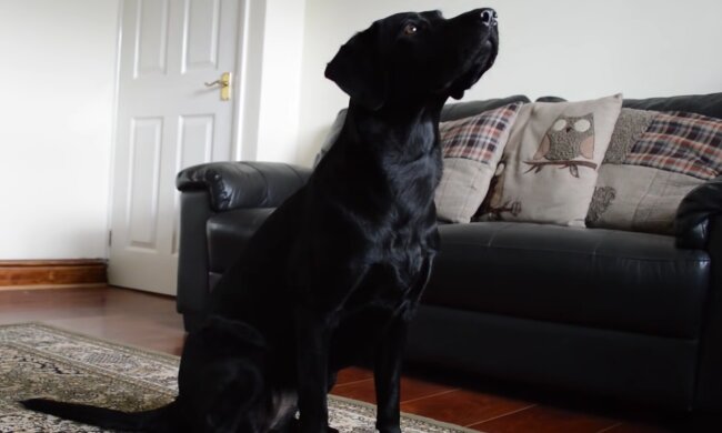 Marks Hund. Quelle: YouTube Screenshot