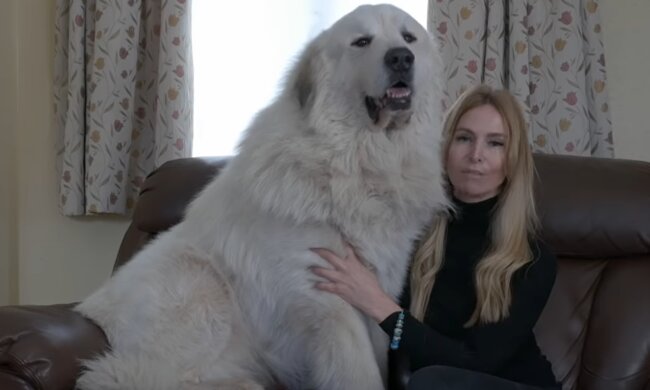 Großer Hund. Quelle: YouTube Screenshot