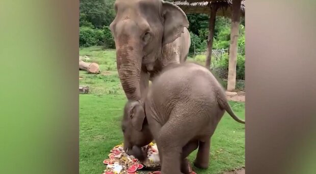 Elefant und Elefantin. Quelle: YouTube Screenshot