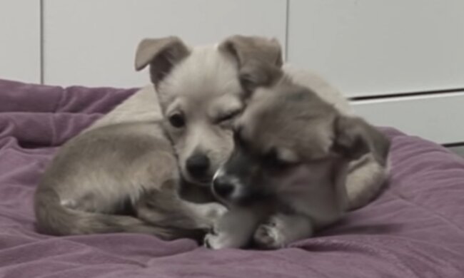 Unzertrennliches Duo. Quelle: Screenshot YouTube