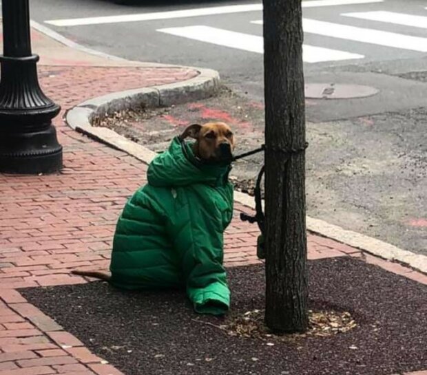 Mädchen zog ihre Jacke auf den Hund  an, damit er nicht friert