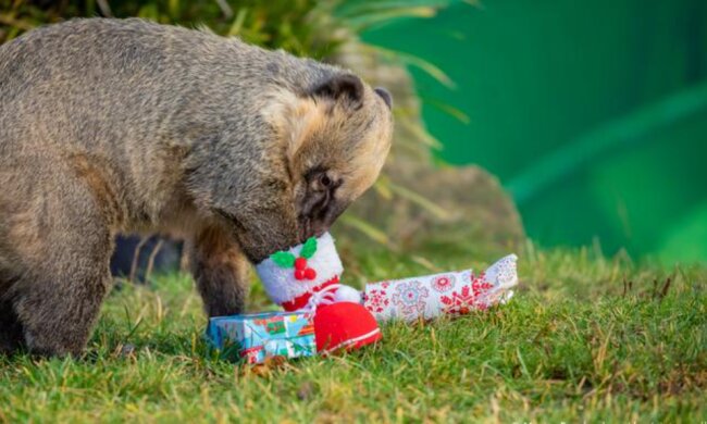 Die Tiere im Zoo Hannover haben zu Weihnachten Geschenke erhalten und diese sofort ausgepackt