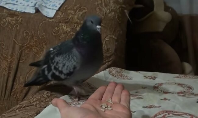 Taube. Quelle: Youtube Screenshot
