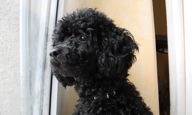 Schwarzer Pudel. Quelle: Screenshot Youtube