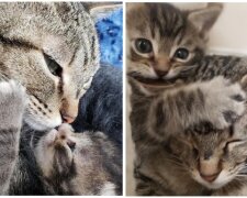 Katze Rose und ihr Kätzchen King. Quelle: Screenshot Youtube