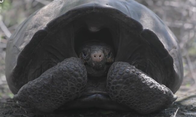 Faszinierende Welt der Tiere. Quelle: Screenshot YouTube