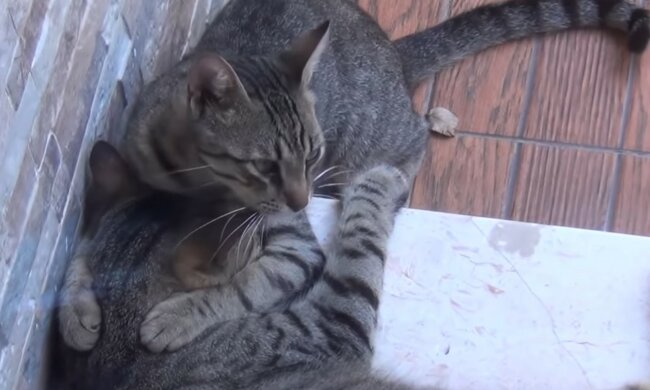 Berührendes Ende einer langen Freundschaft. Quelle: Screenshot YouTube