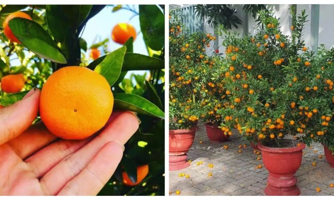 Mandarinen wachsen zu Hause. Quelle: focus.сom