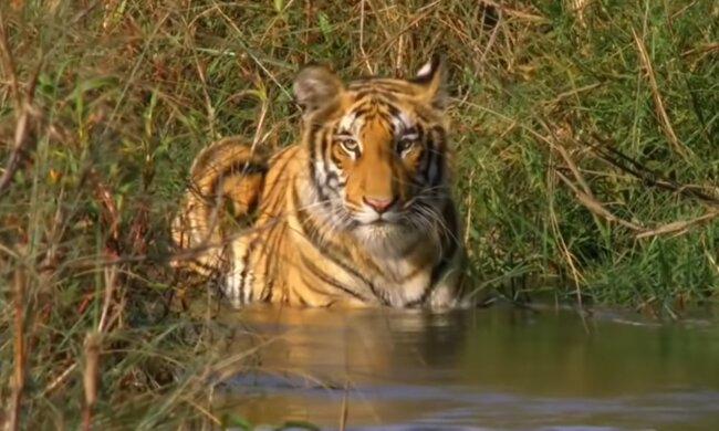 Tiger. Quelle: YouTube Screenshot