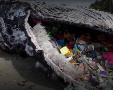 Wal und Umwelt: Vierzig Kilogramm Plastiktüten im Magen eines Wals