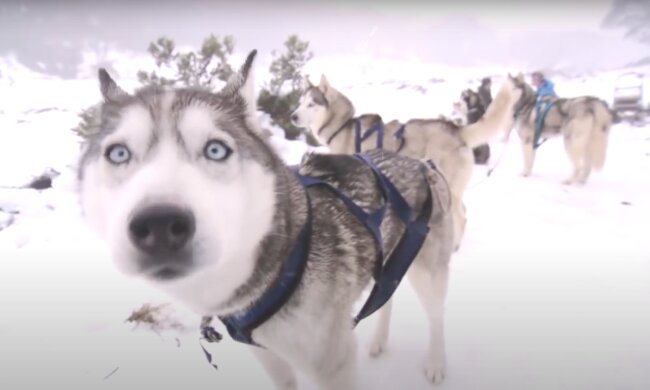 "Eignungstest": Der Ausbilder vergrub sich im Schnee, um zu überprüfen, wie der Rettungshund nach ihm suchen wird