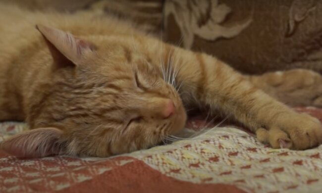 Katze. Quelle: Screenshot YouTube