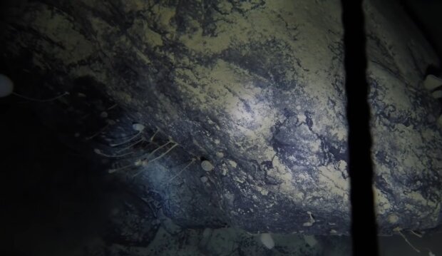 Wissenschaftler senkten eine Kamera in einen 900 Meter tiefen Schacht in der Antarktis: Unbekannte Lebewesen auf Video aufgenommen