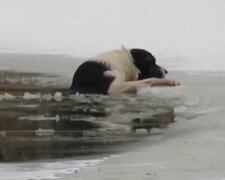 Dreifache Mutter rettete ihr Hund aus dem eiskalten Wasser. Quelle: Screenshot Youtube