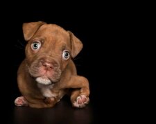 Alex Kearns fotografiert besondere Hunde und hilft ihnen so