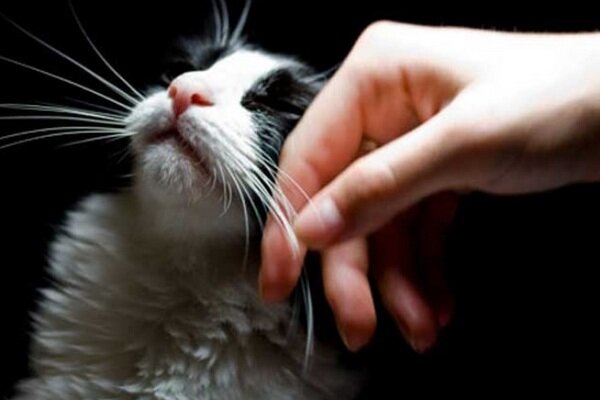 25 Tausend Euro pro Jahr: Die Tierklinik sucht derjenige, der Katzen professionell streichelt