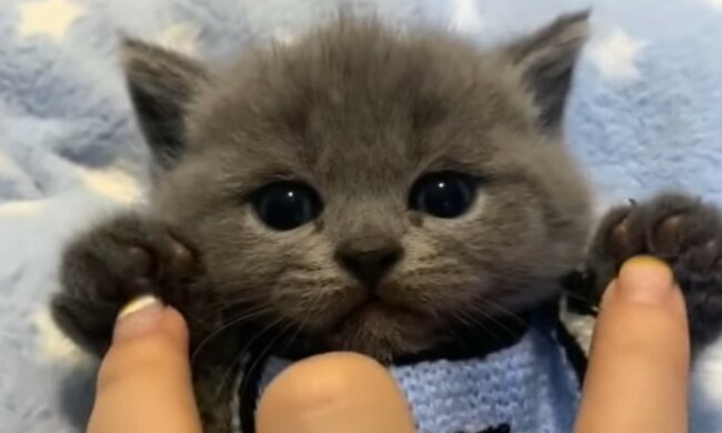 Absolut willkommener Familienzuwachs. Quelle: Screenshot YouTube