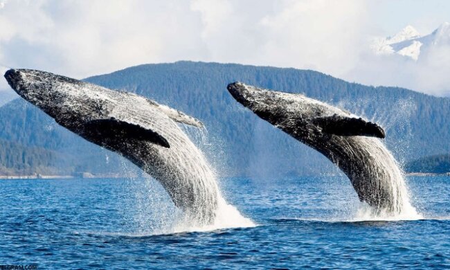 Eine wahre Legende: Wale leben noch heute, die geboren wurden, bevor Moby Dick geschrieben wurde