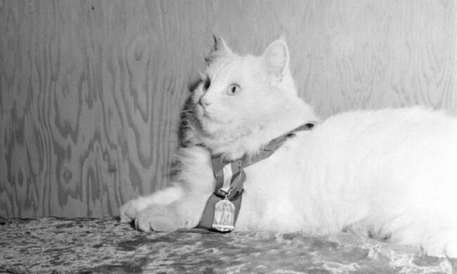 "Medaille für die Loyalität": Die Leitkatze verließ ihre Besitzerin nie und wurde 1947 zum Star der Zeitschrift