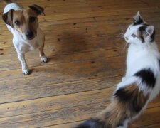 Katze und Hund. Quelle: Youtube Screenshot