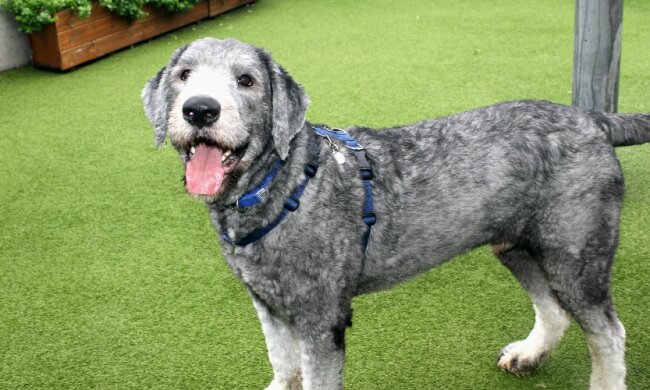 Fast 2 kg Wolle wurden vom verlassenen Hund Arlo geschnitten und er wartet auf neue Besitzer