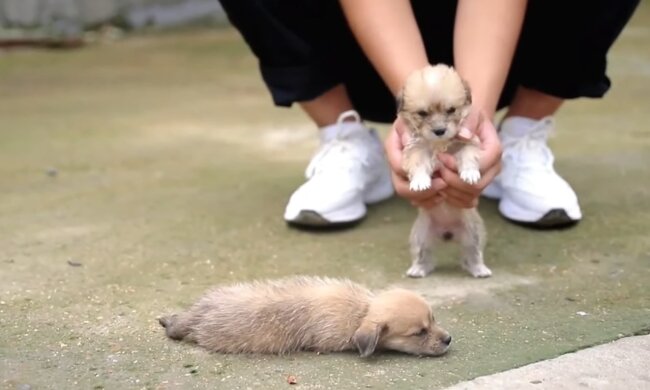 Verlassene Welpen. Quelle: Youtube Screenshot