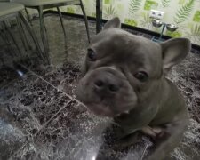 Der verlassene Hund. Quelle: Youtube Screenshot