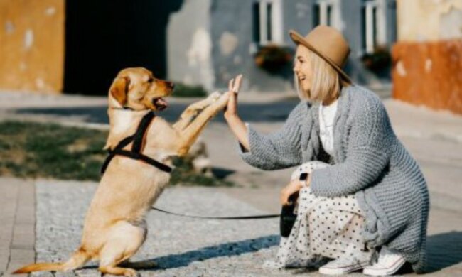Lang erwartetes Treffen: die junge Frau fand ihren Hund, der vor zehn Jahren verschwunden war