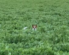 Reinkarnation: Einmal auf das Feld geraten, denkt der Hund jedes Mal, er sei ein Känguru