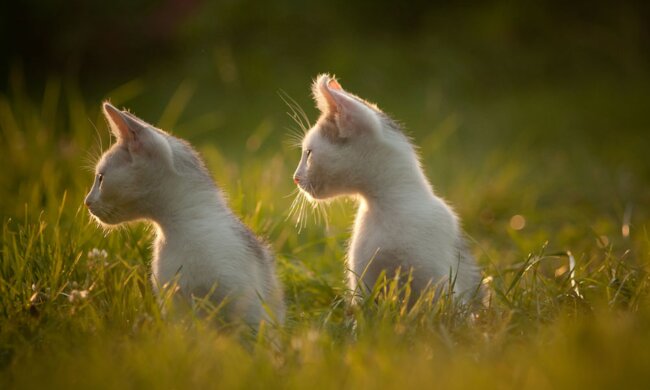 Zwei Kätzchen gerieten auf eine Baustelle: Ein freundlicher Mann beschloss, sie zu retten