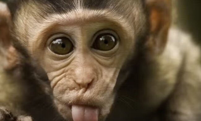 Affe. Quelle: Screenshot YouTube