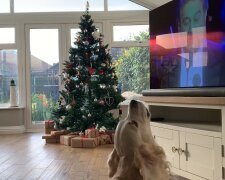 Der Hund singt vor dem Fernseher. Quelle: Screenshot YouTube