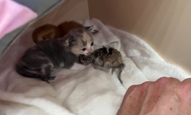 Die tapfere Großmutterkatze. Quelle: Youtube Screenshot