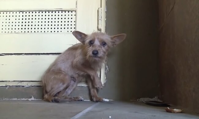 Ein streunender Hund weinte die ganze Zeit, bis freundliche Menschen ihn von der Straße holten
