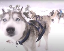 "Eignungstest": Der Ausbilder vergrub sich im Schnee, um zu überprüfen, wie der Rettungshund nach ihm suchen wird